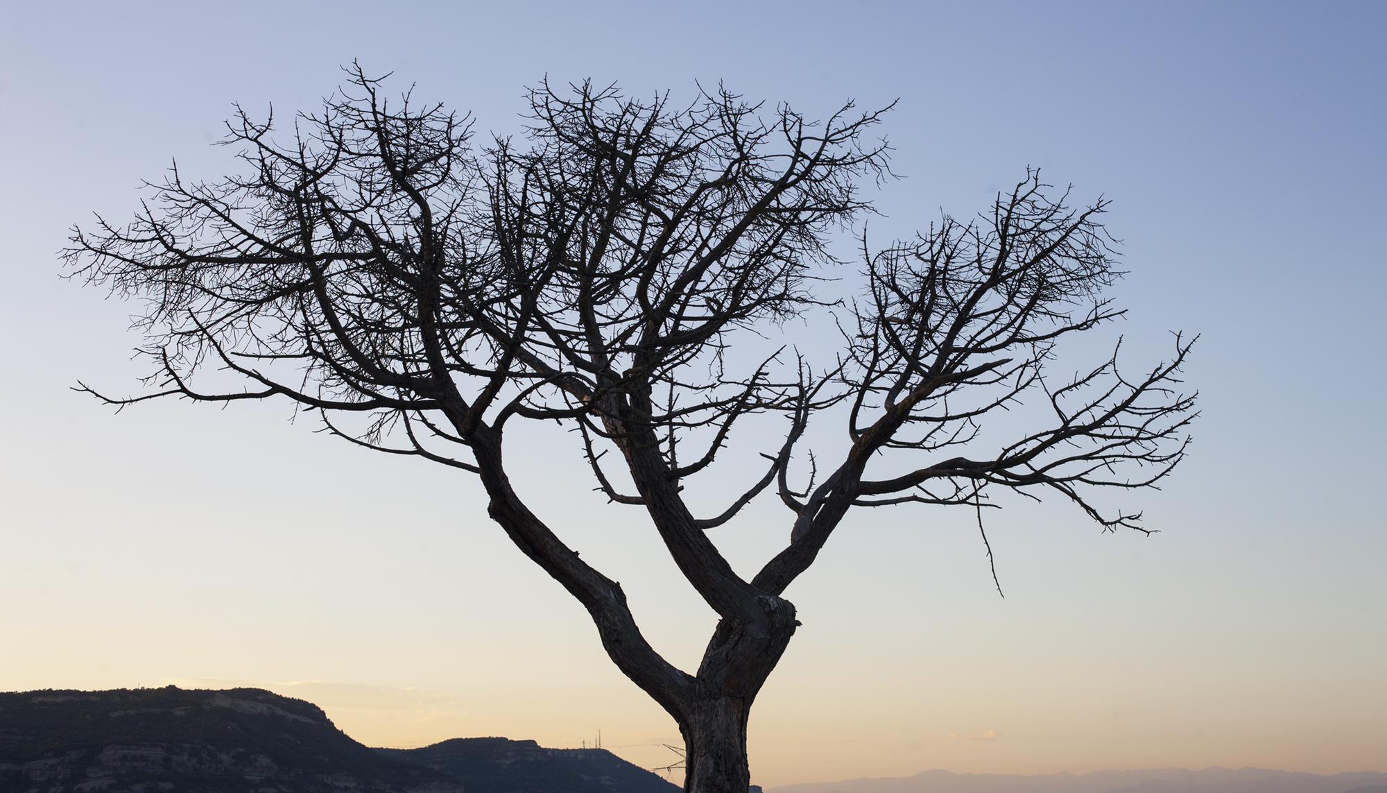 Árbol seco